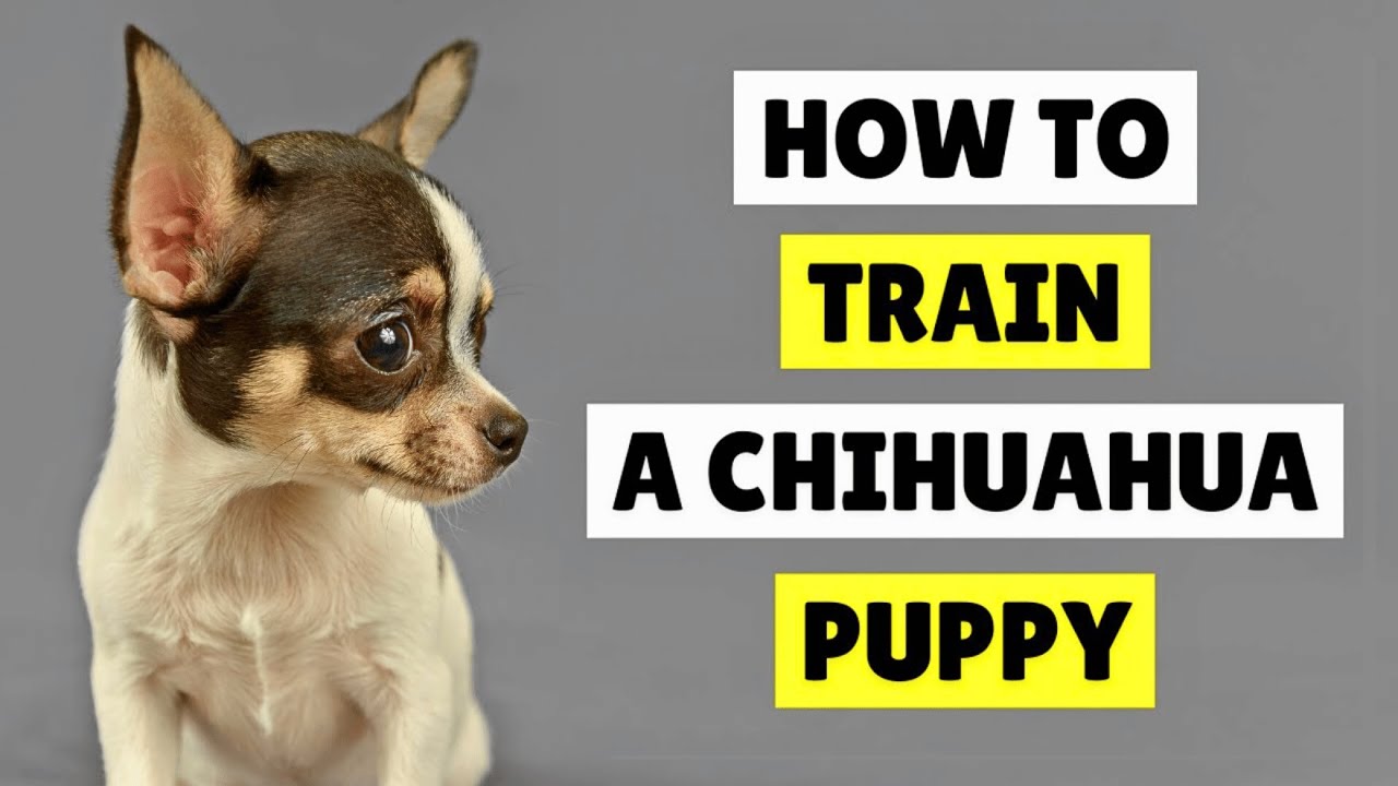 Как легко дрессировать щенка чихуахуа ✅