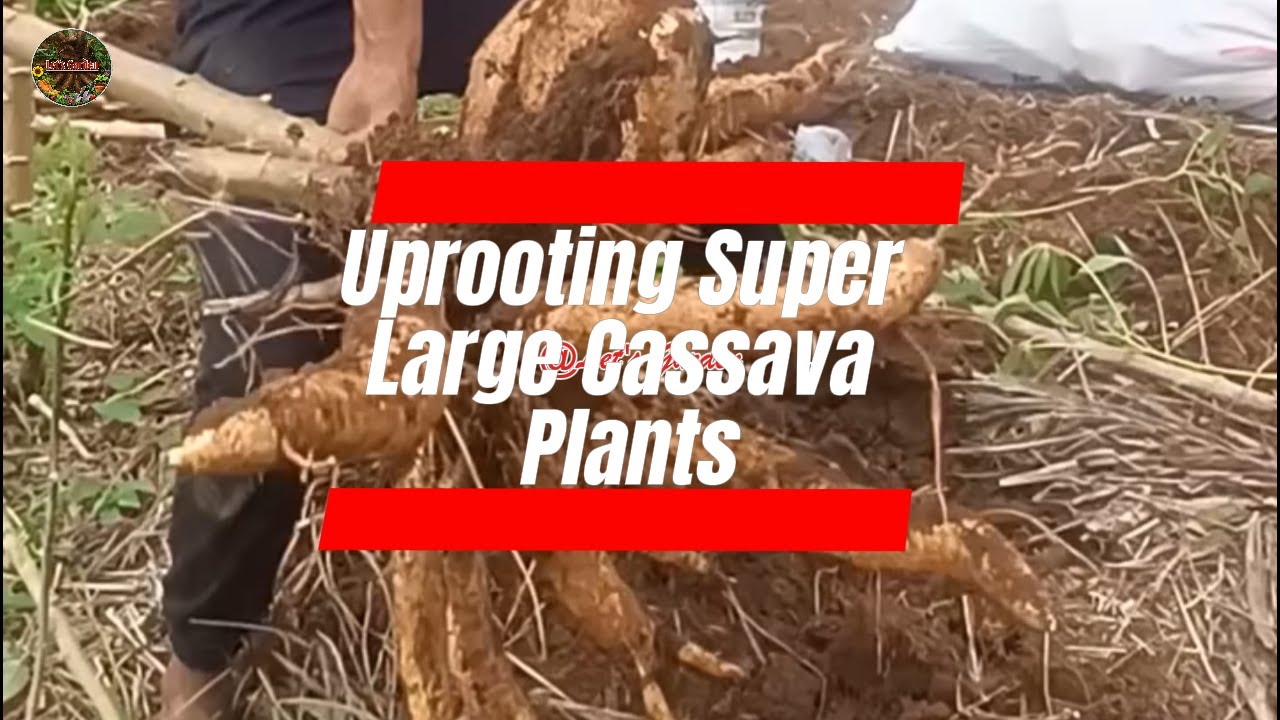 🌿Uprooting Cassava Plants🌿 #LetsGarden #Cassava #UprootingCassavaPlants