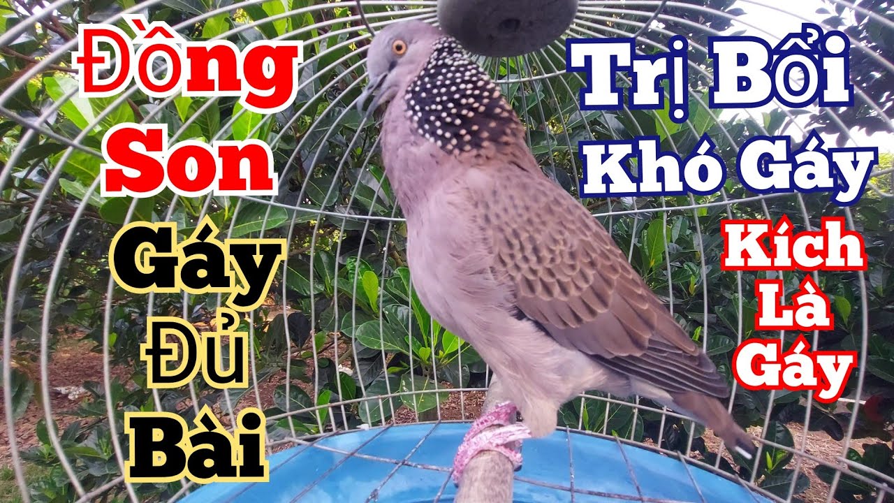 Tiếng cu gáy đồng son gáy Bài Bản [ THÚC _ GÙ _ GỌI] bổi yếu cỡ nào nghe là phải gáy #cugáykichbổi42