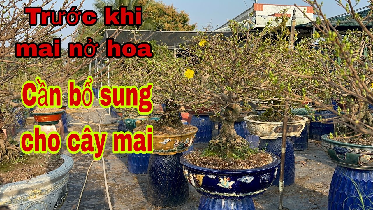 22/12al ☎️0348911554 nhóc 🌲🌲tưới dưỡng rể cho cây mai vàng chơi Tết 2026