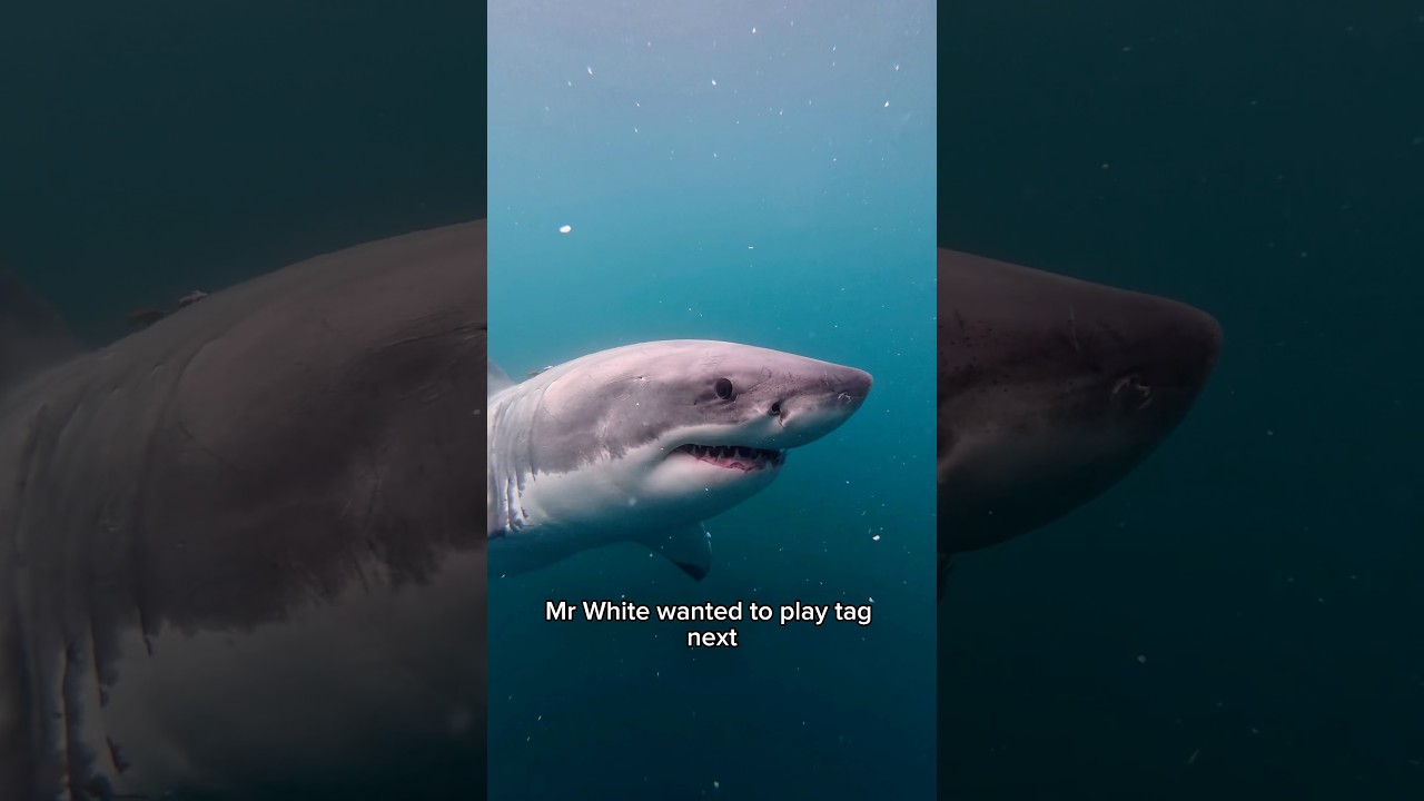 I SWAM WITH A GREAT WHITE SHARK! #shorts