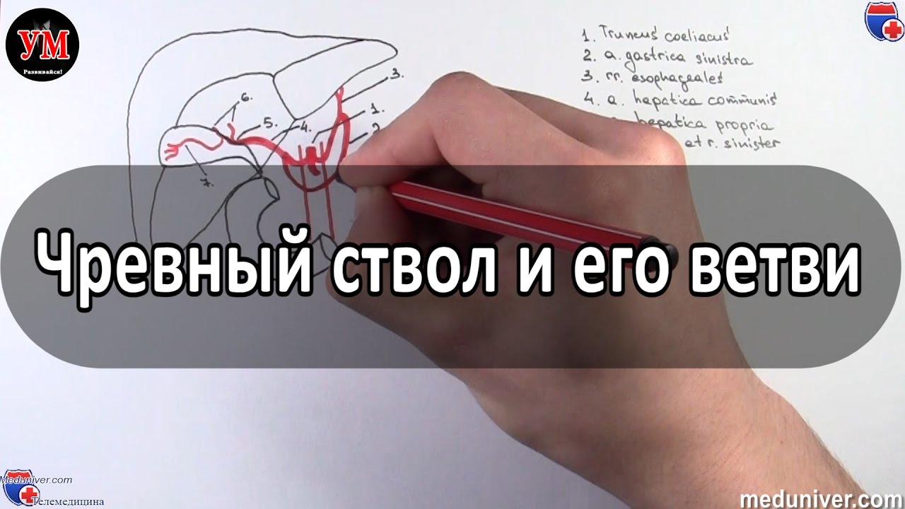 Чревный ствол и его ветви - meduniver.com
