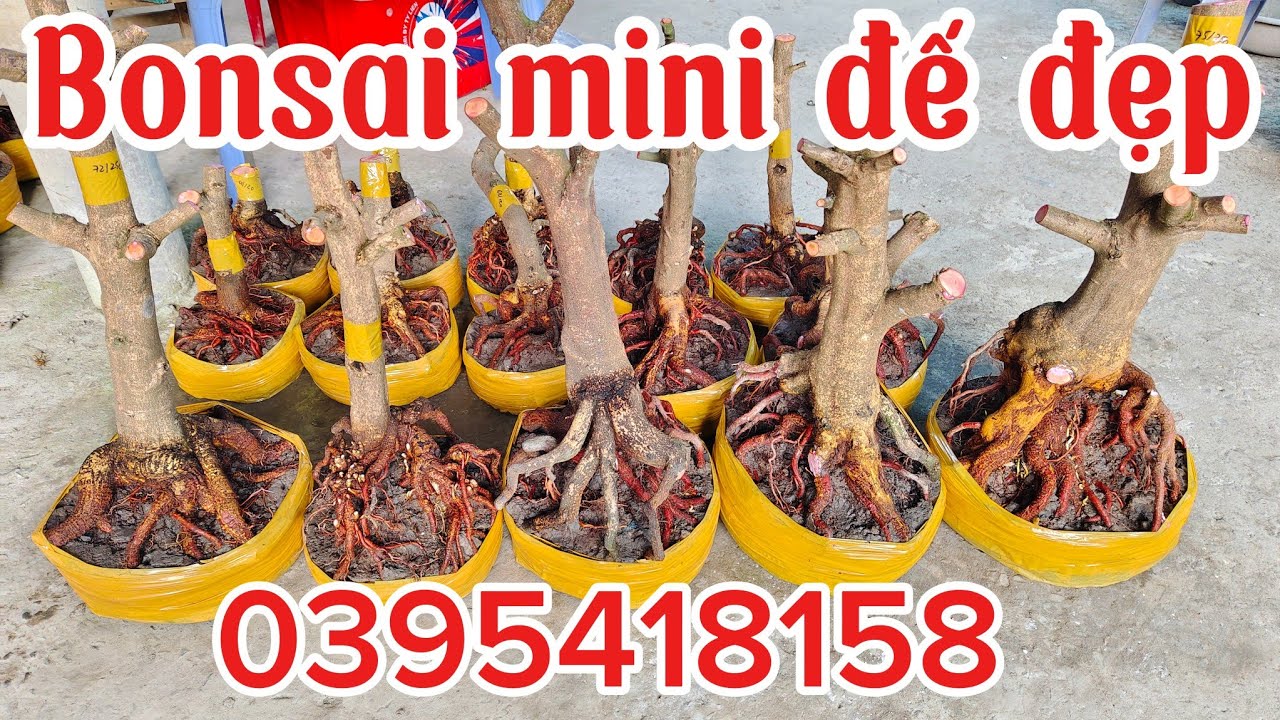 2/3 E Ngân ☎️ 0395418158 phôi mai vàng bonsai mini đế đẹp giá rẻ.@ThịnhPhúc_8158 