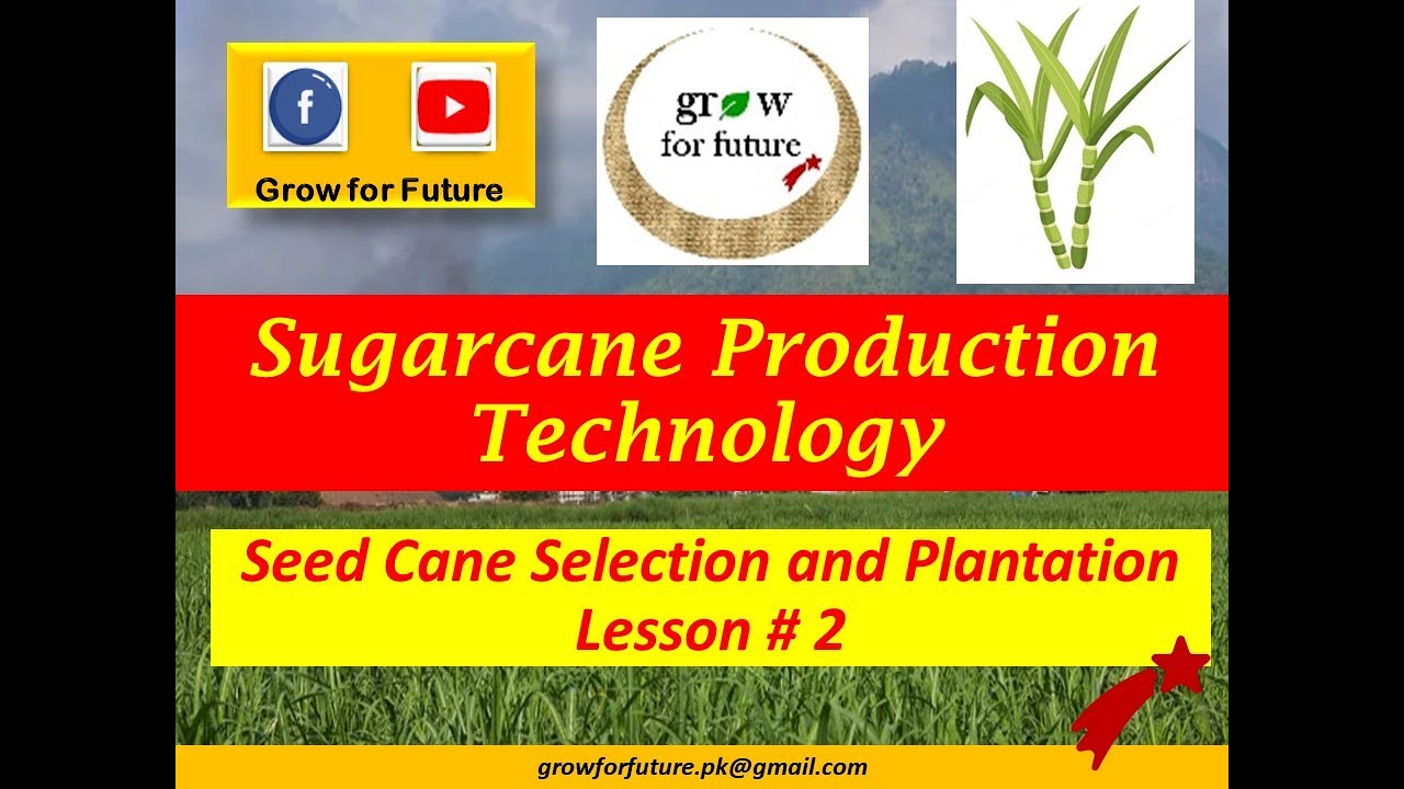 Sugarcane module: Sugarcane production technology; Seed cane selection and plantation. Chapter#3 P#2