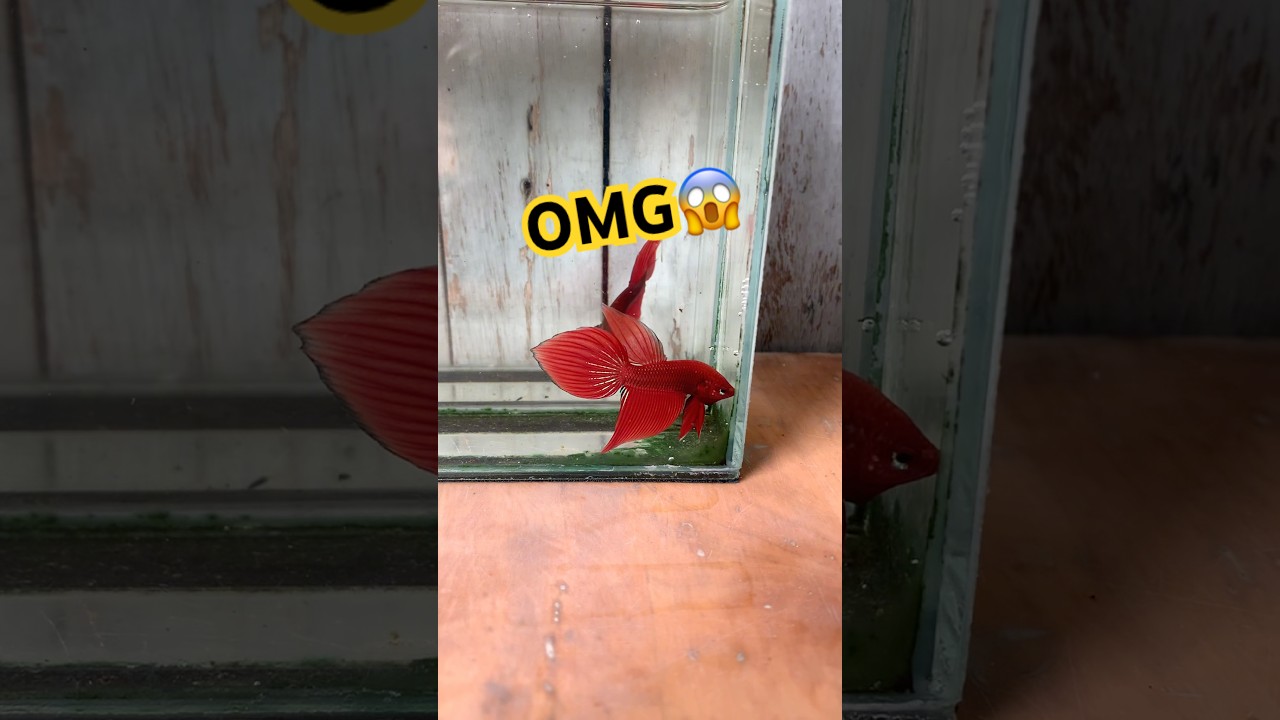 дикая бетта выросла, чтобы выступать #wildbetta #bettafishtank