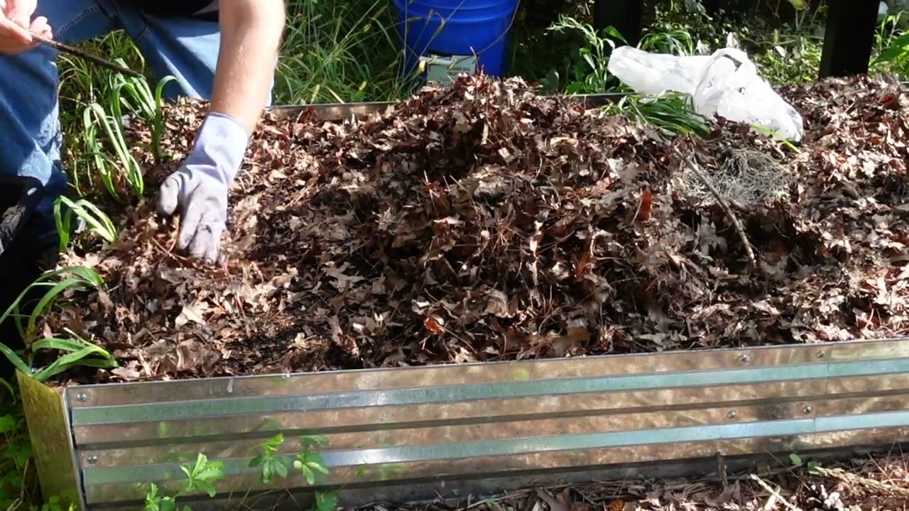 Чесночный эксперимент 2025 #садоводствосбарчаки #чеснок