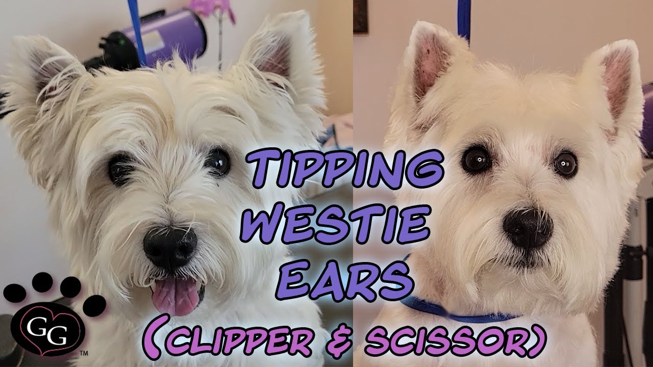 Tipping Westie Ears (with Clippers and Scissors) - West Highland White Terrier - Gina's Grooming