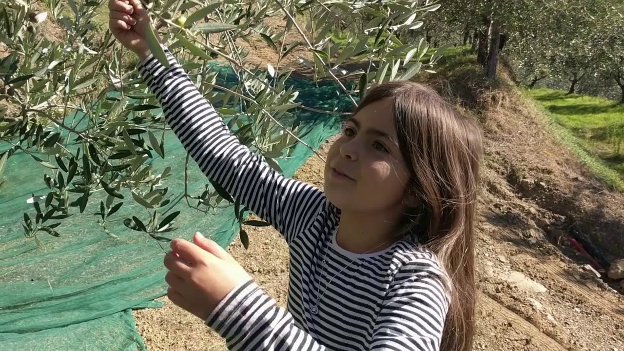 Helping to Harvest Olives in Tuscany
