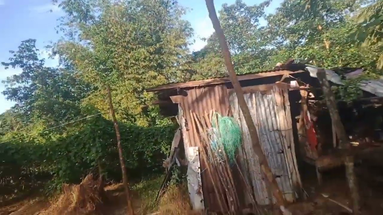 Update sa mga tanim after bagyong basyang #ampalayafarming #talongfarming#ricefarming #neildafamer