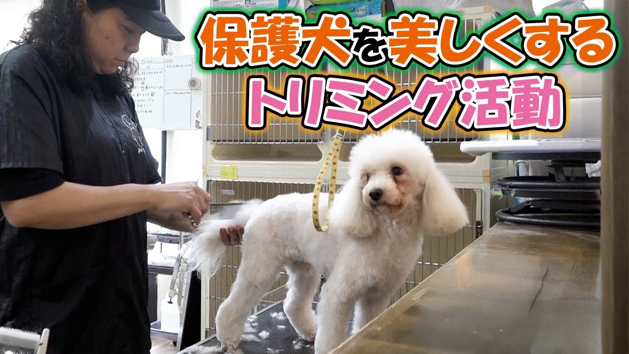 愛護センターなどに収容されているワンコ