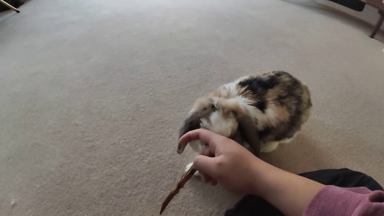 Playing fetch with our rabbit