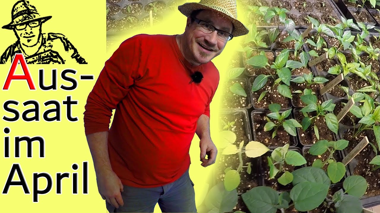 Aussaat im April 2019: Von A wie Aubergine bis Z wie Zuckererbse.