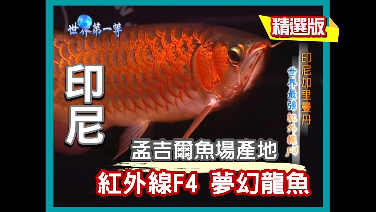【印尼加里曼丹】孟吉爾 紅外線F4 夢幻紅龍魚｜《世界第一等》60集_小馬精選版