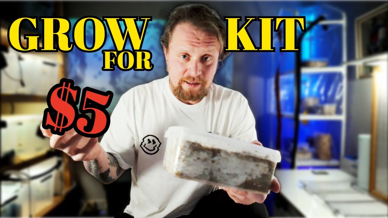 I Made a Professional Mushroom Grow Kit for ONLY $5! (Step-by-Step)