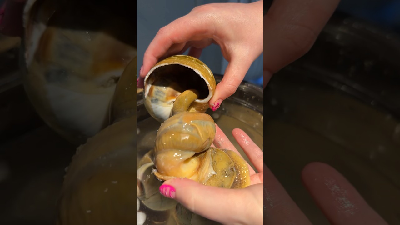 I Cooked Moon Snails!! #shorts