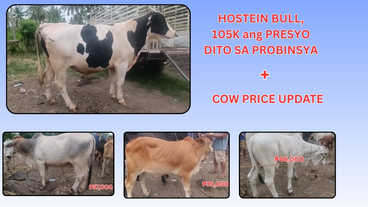 105K NA HOLSTEIN BULL PLUS PRICE UPDATE NG MGA ALAGAING BAKA