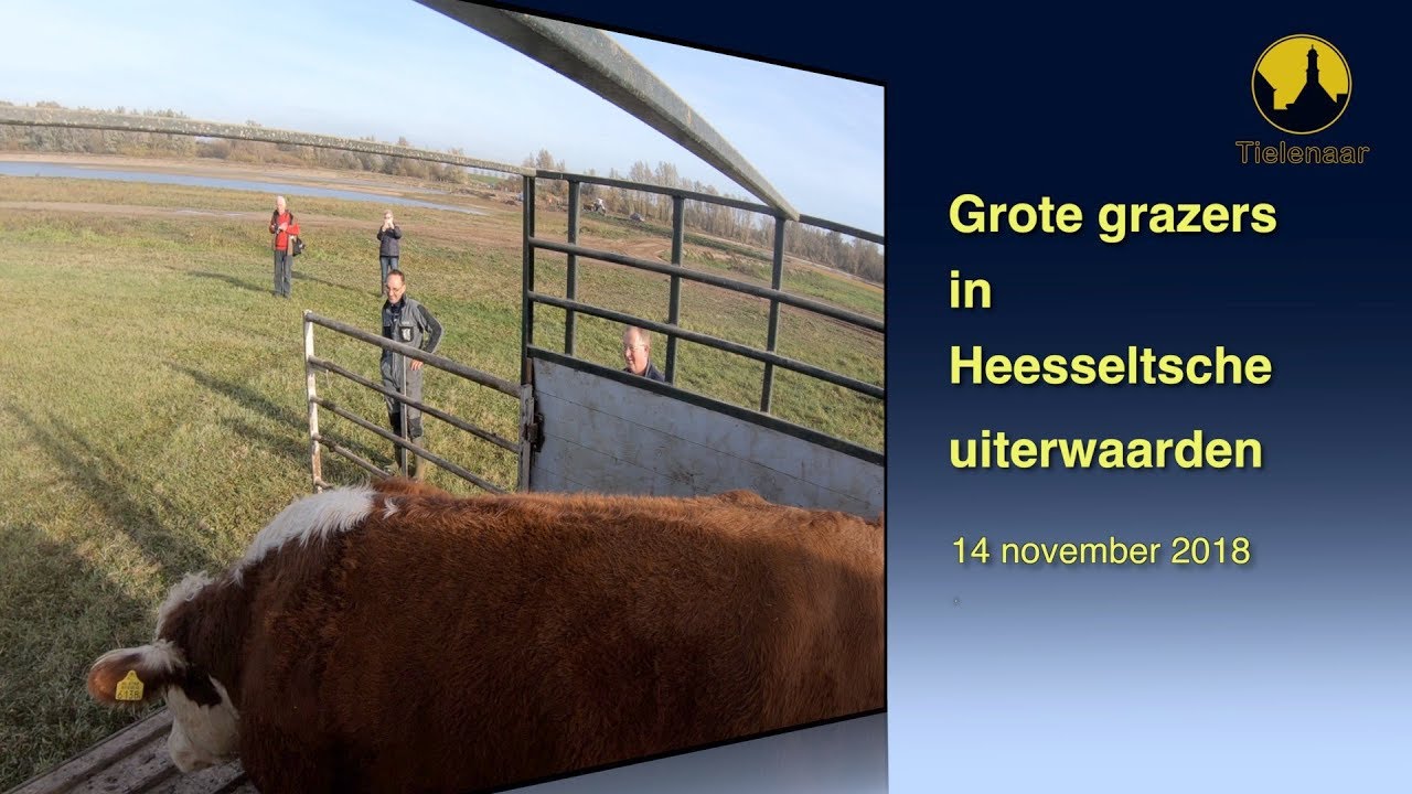 20181114 Heesselt Hereford Koeien Uiterwaarden