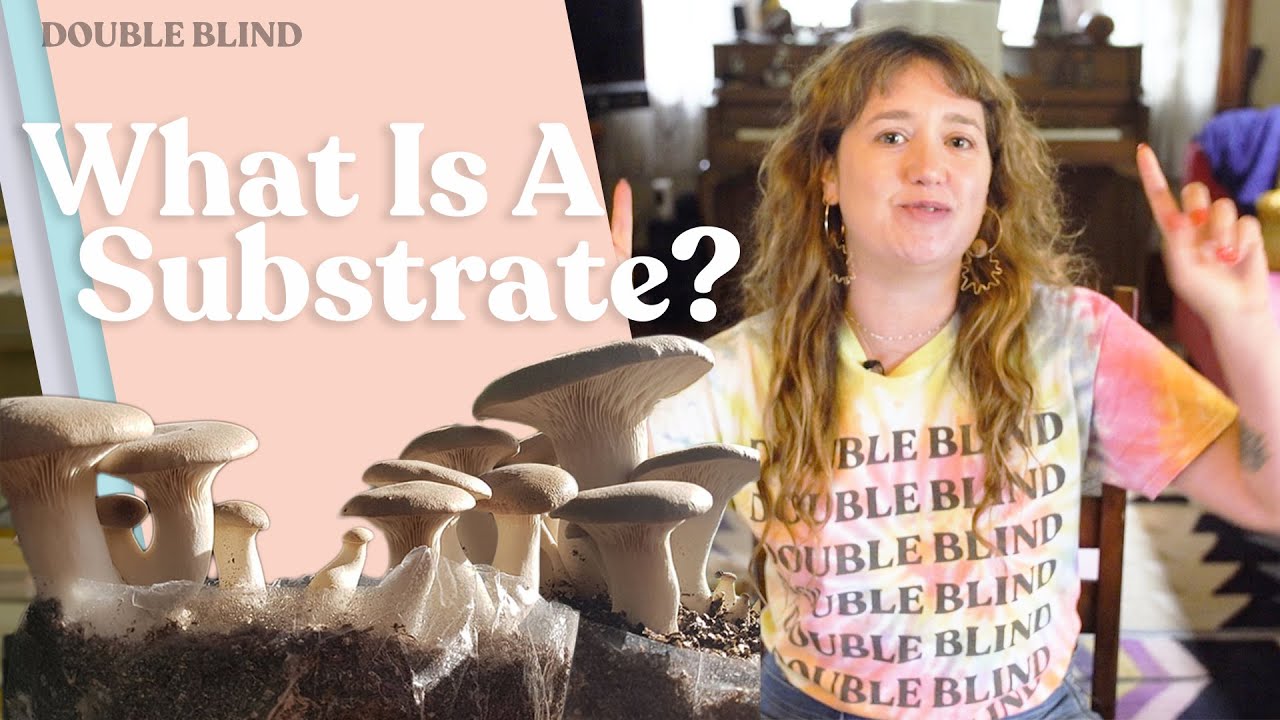 What Is A Substrate? 🍄&zwj;🟫 | DoubleBlind