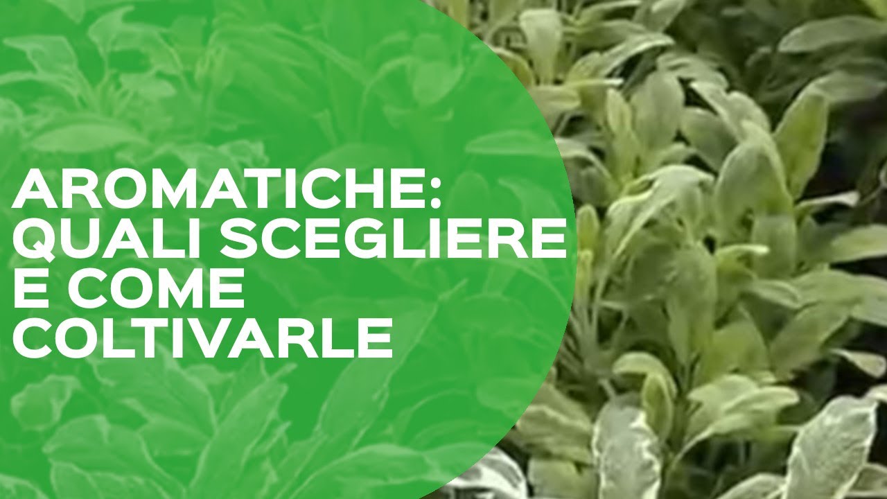 Come coltivare le piante aromatiche in vaso o in giardino