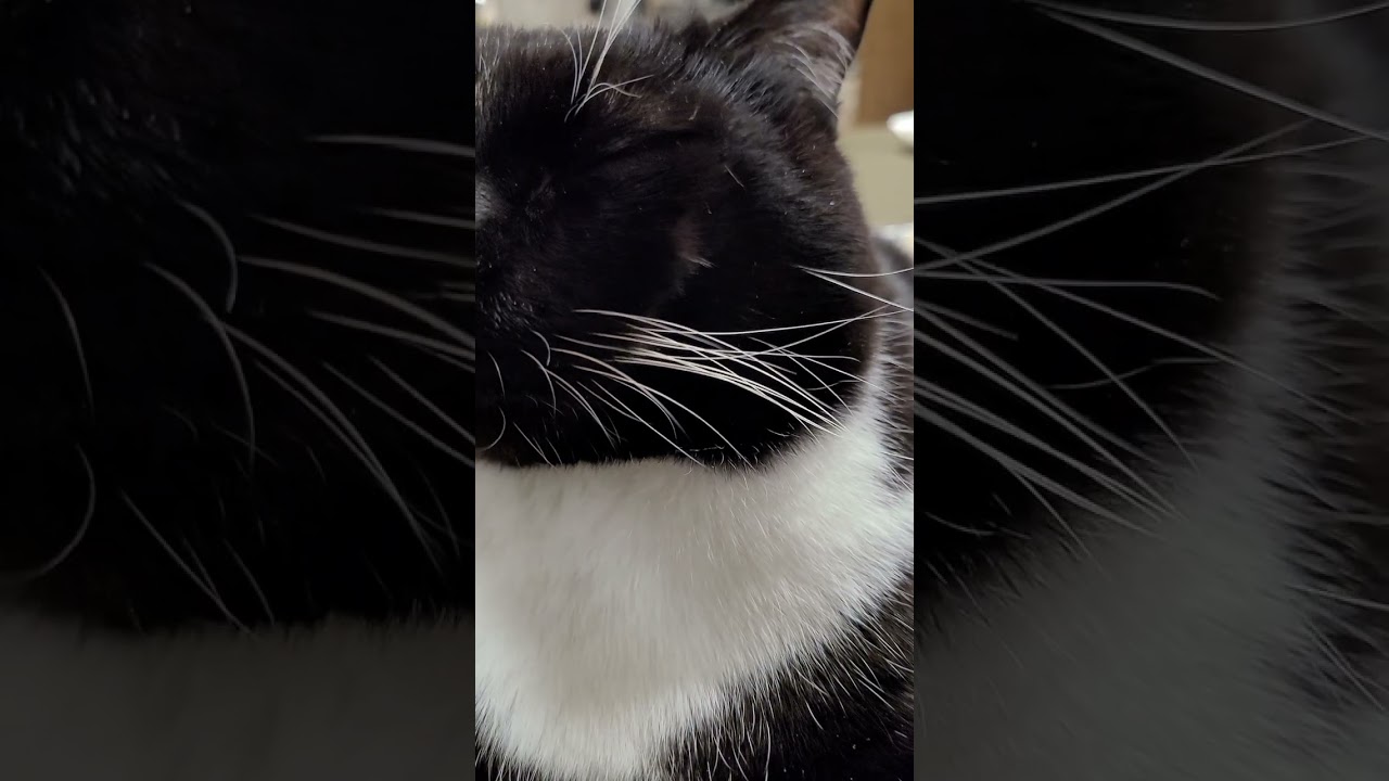 Up close and personal with the Smokey cat