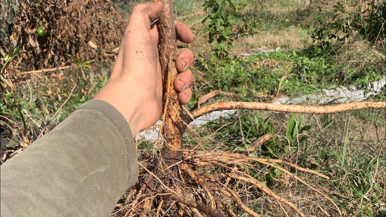 Growing elderberry from cuttings