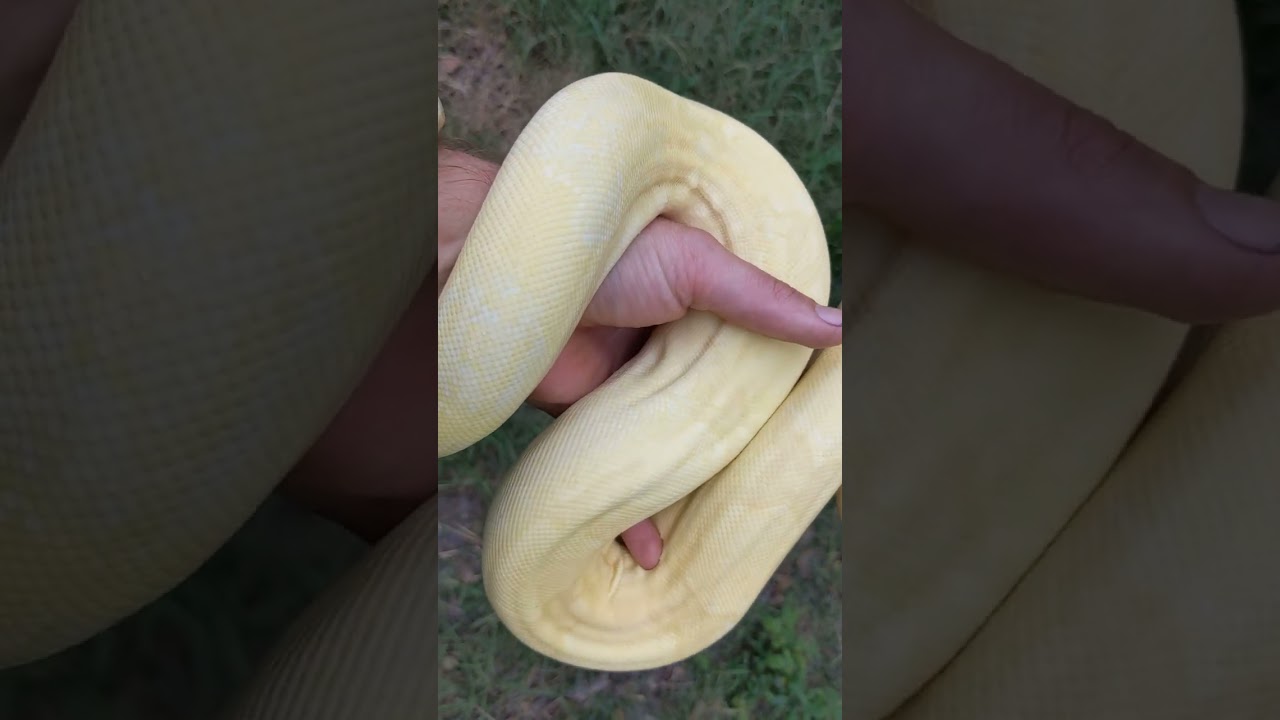 What is a Moonglow Boa constrictor?