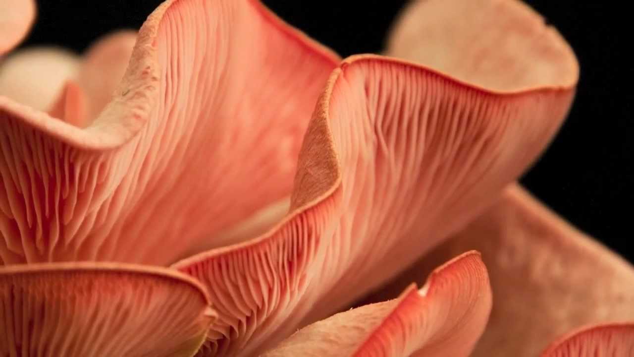 Mushroom Growing Time Lapse - Pink Oyster Growing Kit