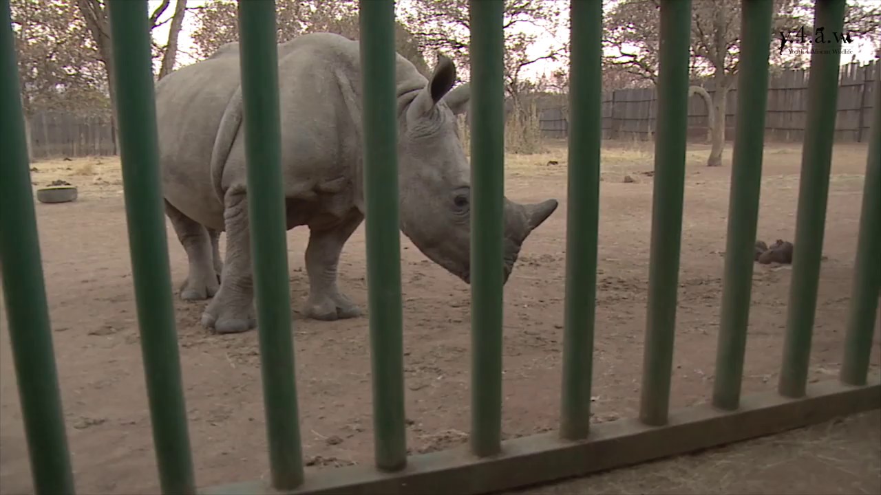 What Sound Does A Rhino Make?