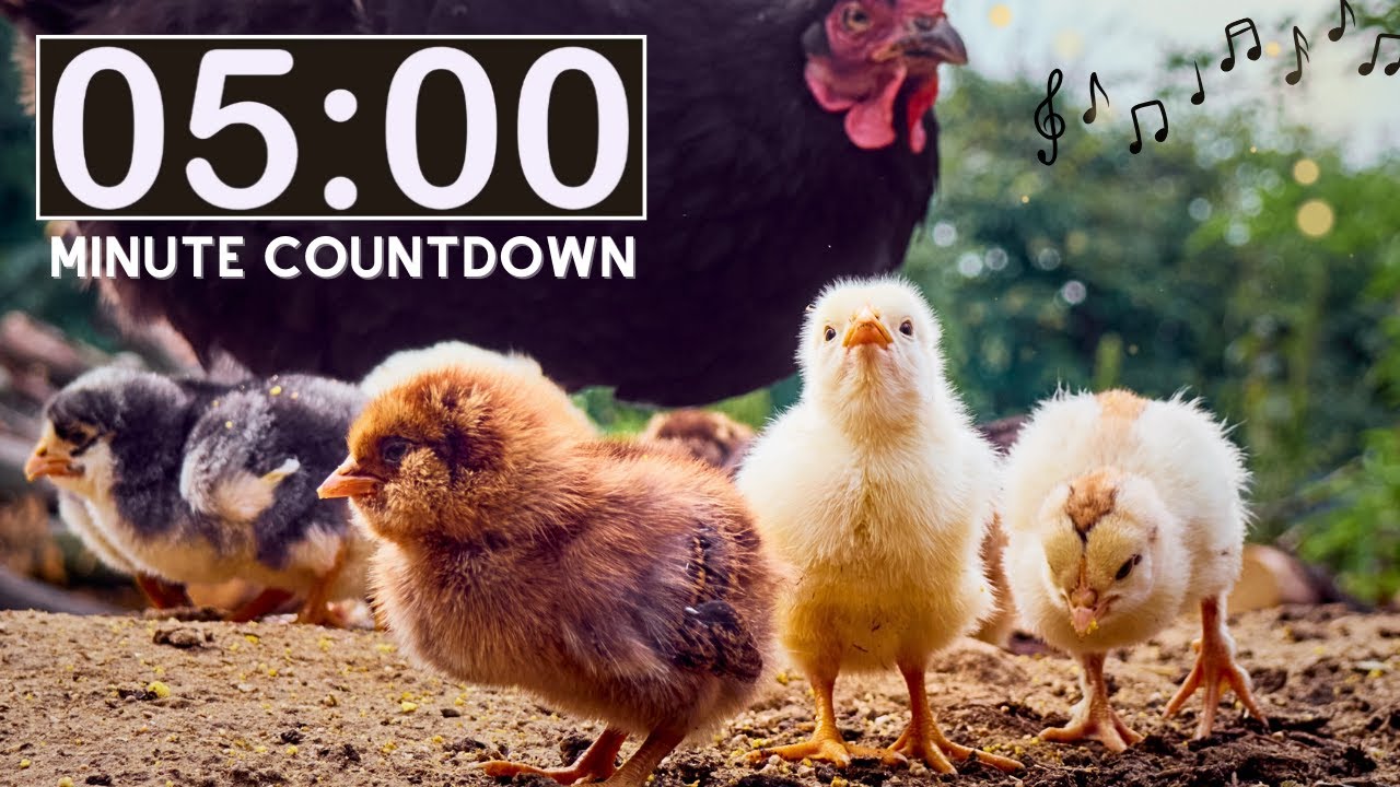 Relaxing Nature Farm Chickens | 5 Minute Countdown Kids Timer | Spring Animal | Classroom Management