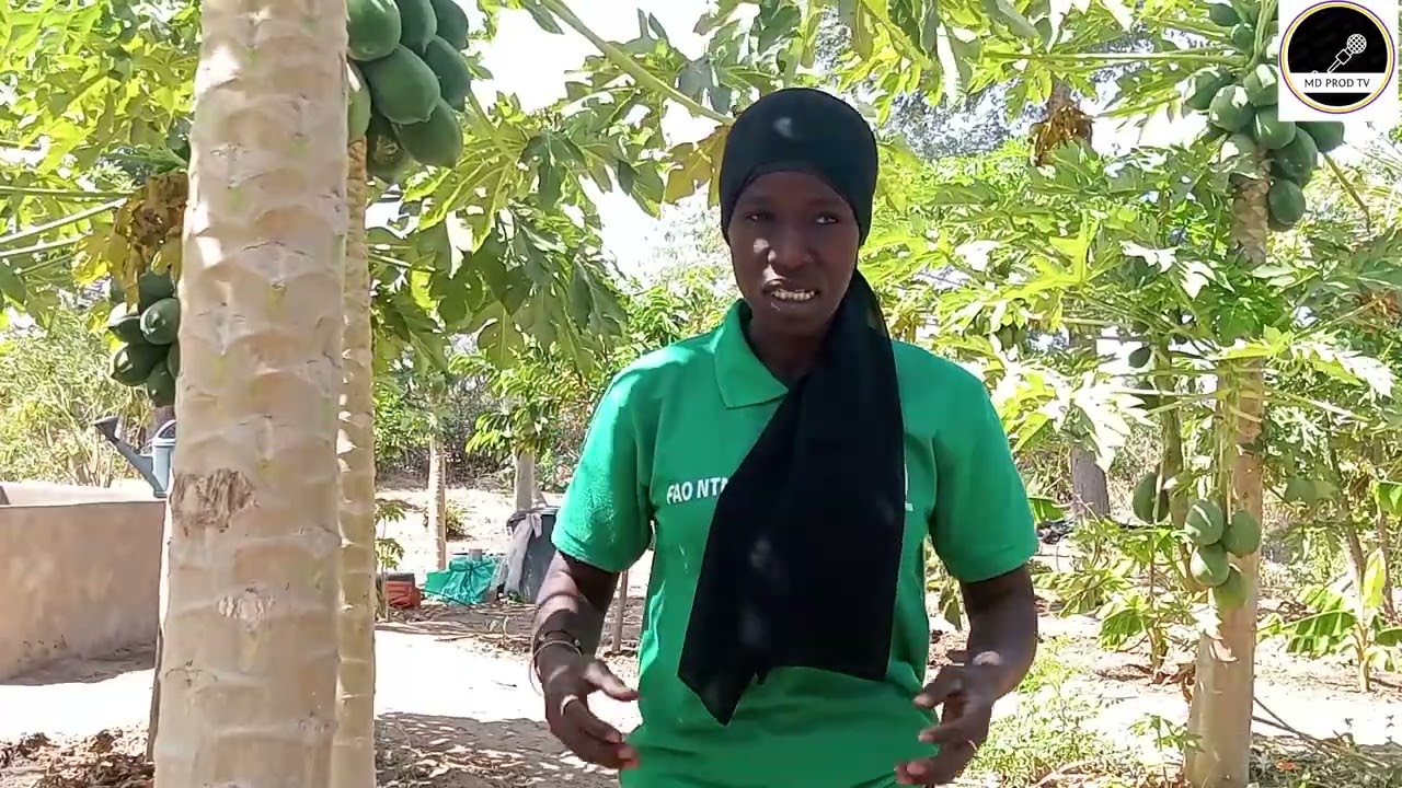 De l’agronomie à l’entrepreneuriat : le parcours inspirant de Wodji Ndaye à la ferme Omarienne.