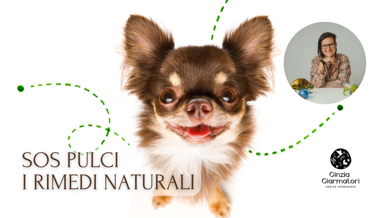 SOS pulci: scopri i rimedi naturali più efficaci