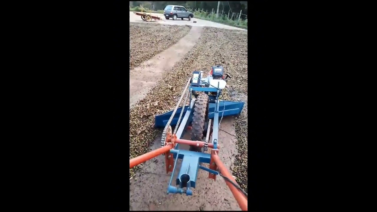 burrinho mecânico no terreiro de café #agriculture #cafe #agricultura #roça
