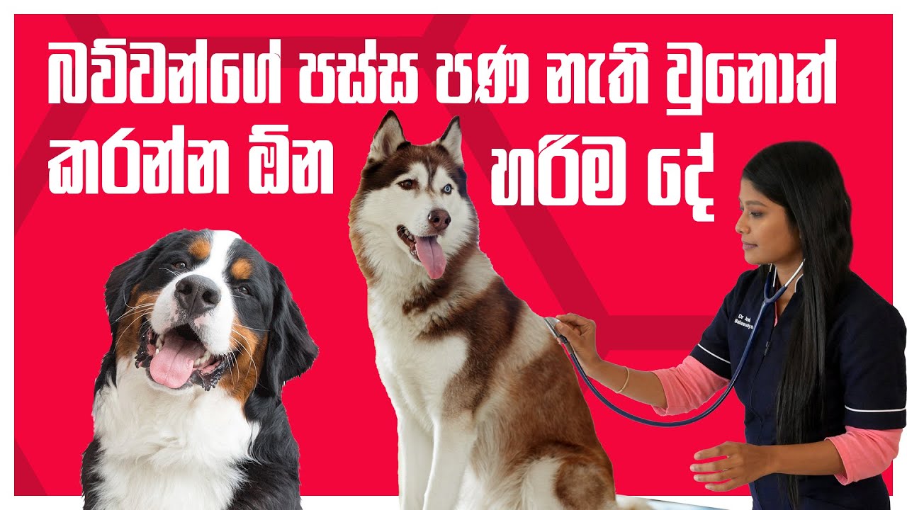 බව්වන්ගේ පස්ස පණ නැති වුනොත් කරන්න ඕන හරිම දේ | Canine distemper | Pet Talk