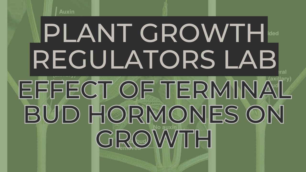 Plant Growth Regulators: Apical Dominance