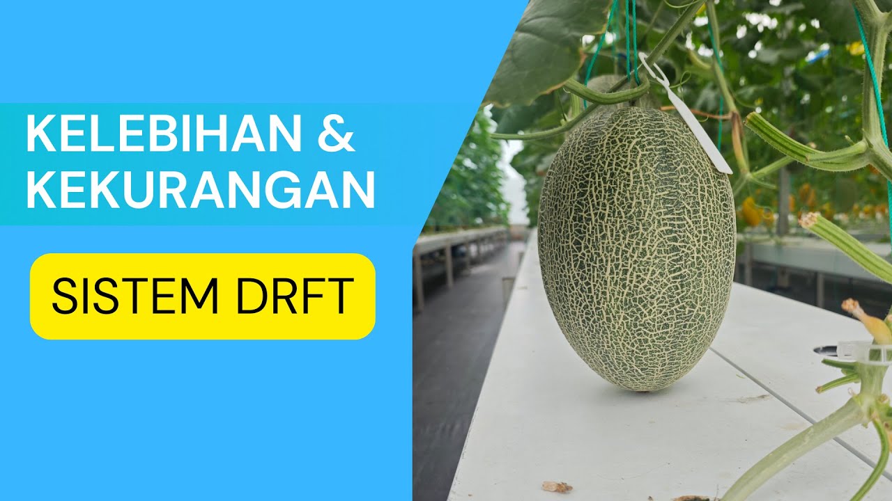 Kelebihan dan Kekurangan Hidroponik Melon Sistem DRFT