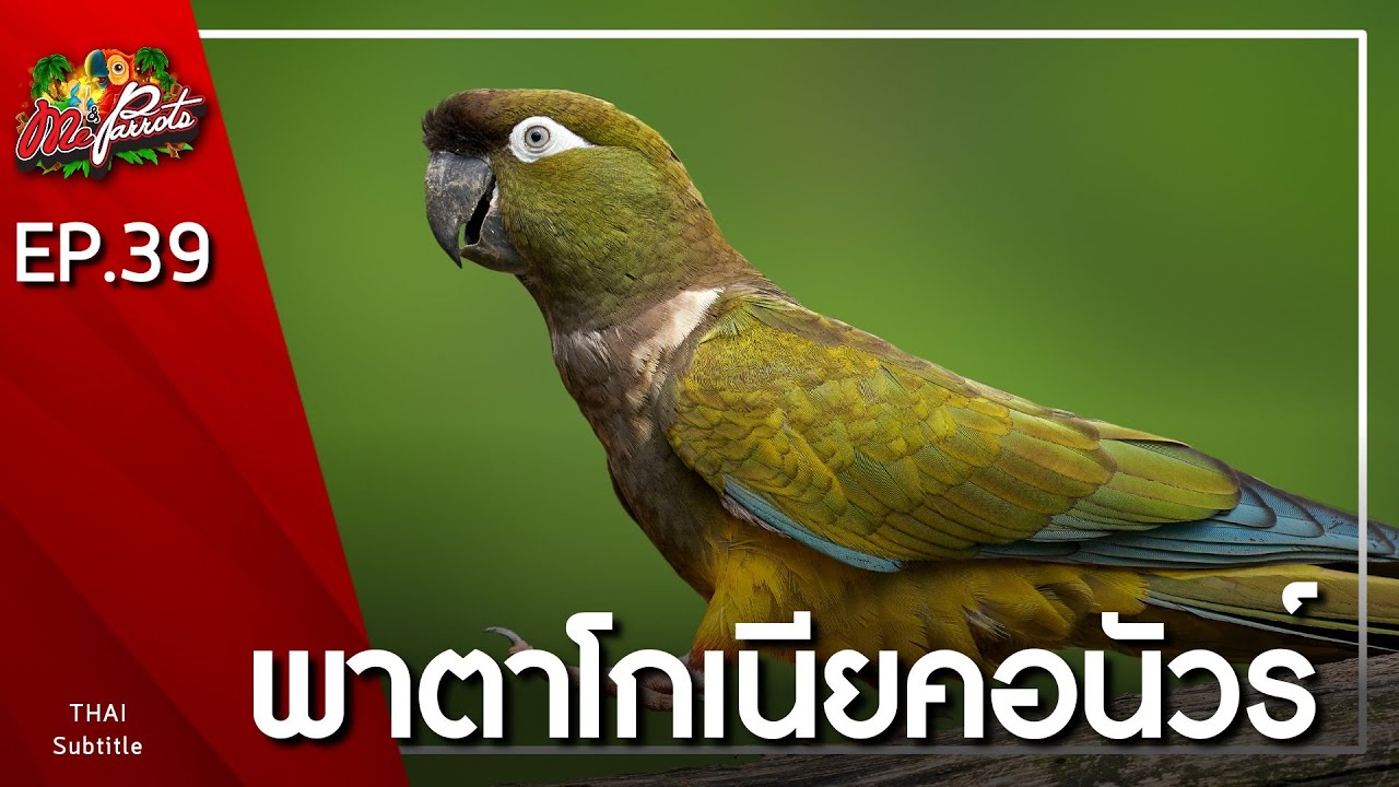 EP39.พาตาโกเนียคอนัวร์