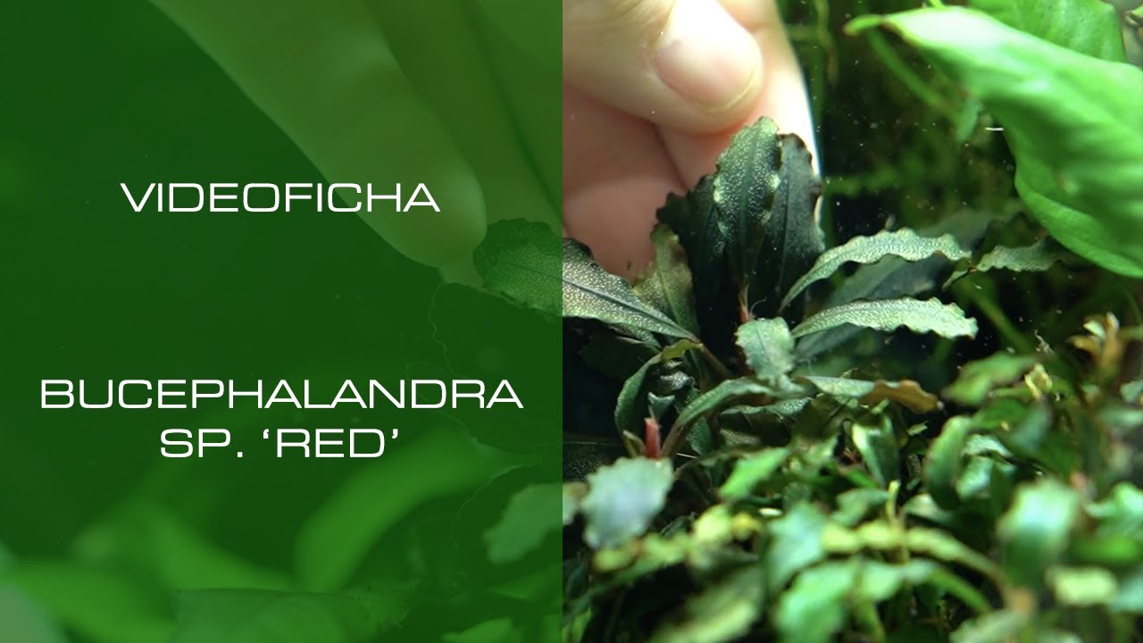 Bucephalandra SP 'Red' - VideoFicha - La bucephalandra de tallos rojizos - PezVerde