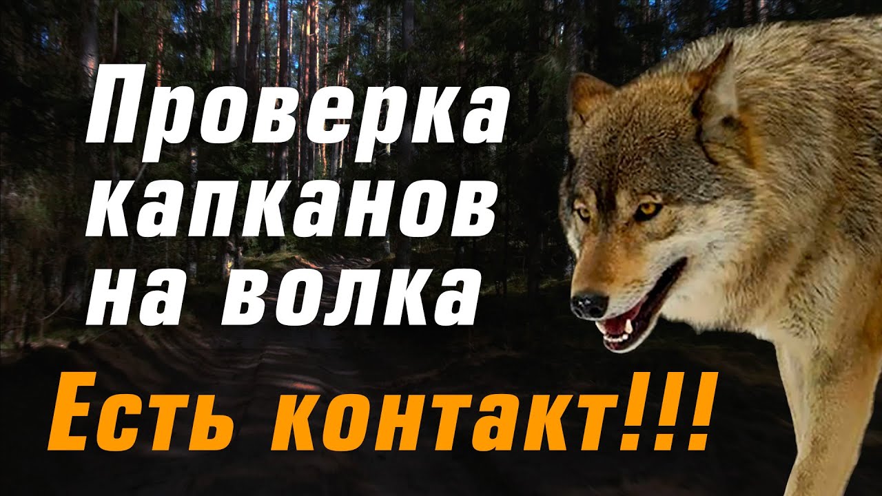 Проверка капканов на волка. Подробно где и как установить капканы. Пойманы 2 волка.