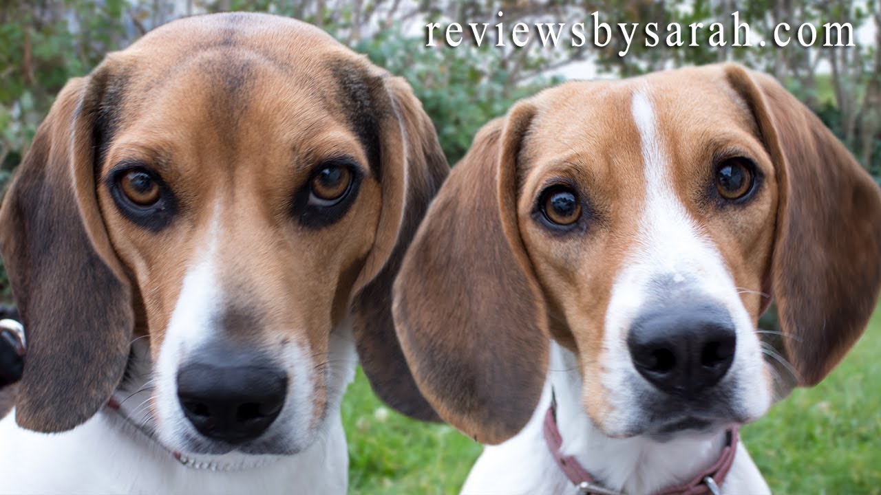 Top 5 Reasons Why I Love My Beagles - Beagles are Great Dogs