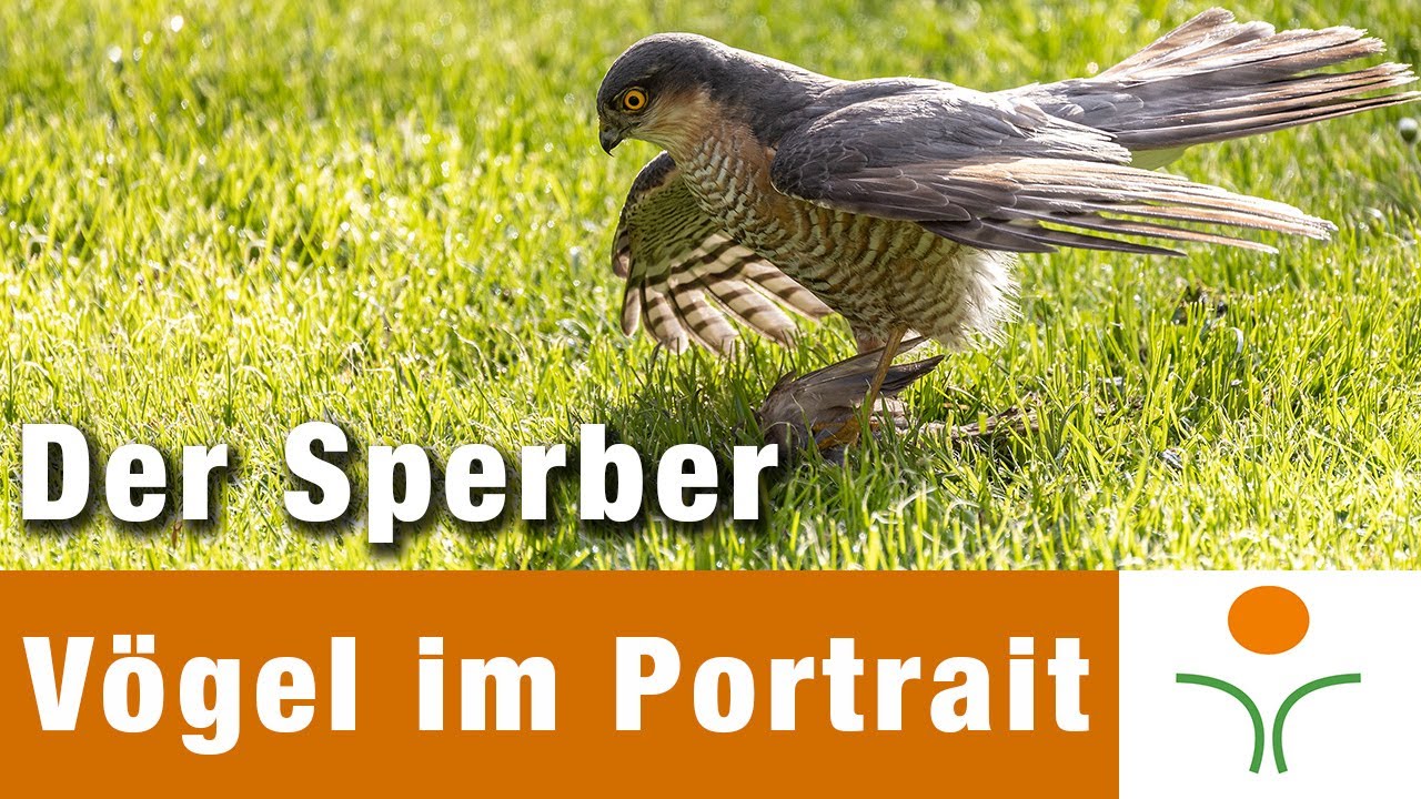 V&ouml;gel im Portrait 08 - Der Sperber