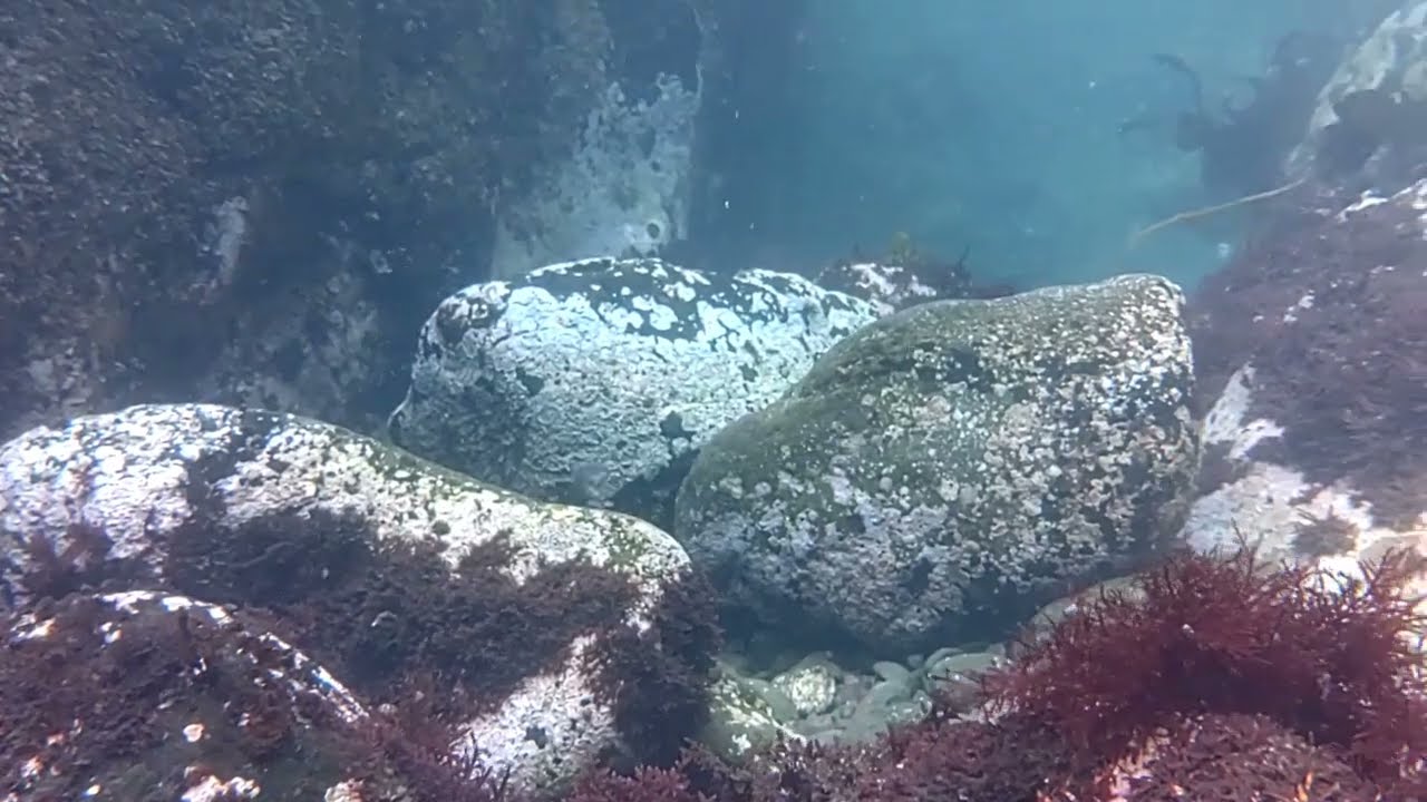 江ノ島表磯の海中