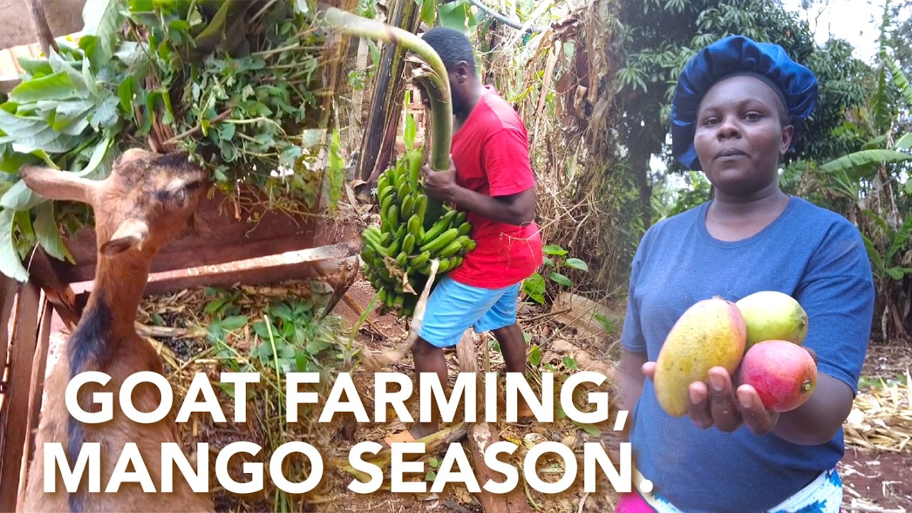 🌲🌳African Countryside Life 🏡| 🐐🐏Goat Farm work & 🥭Mango Season + Fresh Air & Serene Environment.