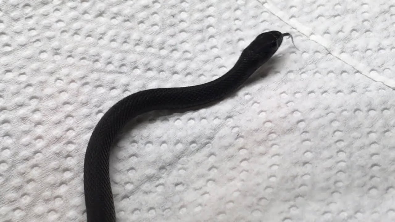 My Melanistic Garter Snakes are HERE! (Not Exactly an Unboxing!)