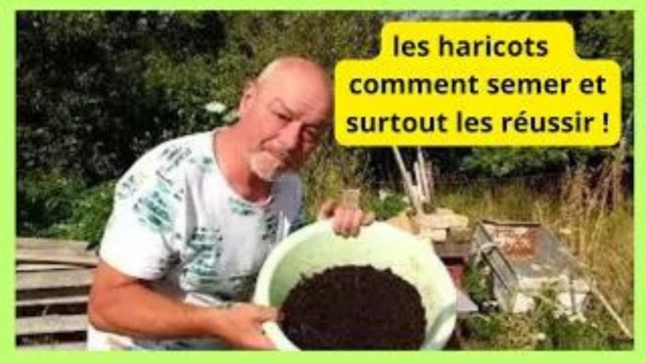 6 juillet  Les haricots  ,comment les réussir au jardin