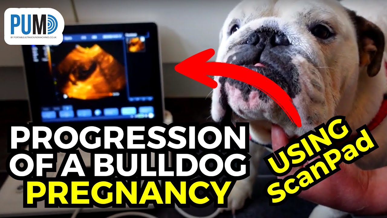Watch the progression of a bulldog pregnancy over time with the ScanPad ultrasound machine