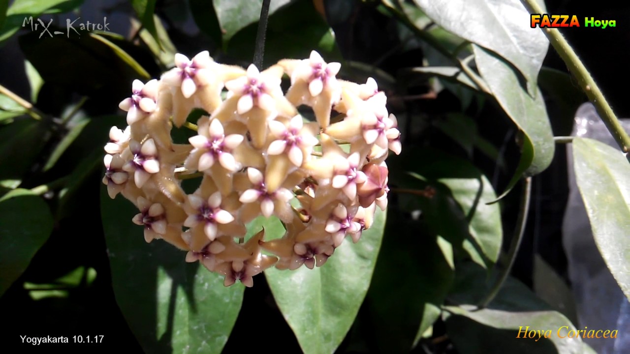 HOYA CORIACEA 10 1 17 @HoyaIndonesia Fazza Hoya
