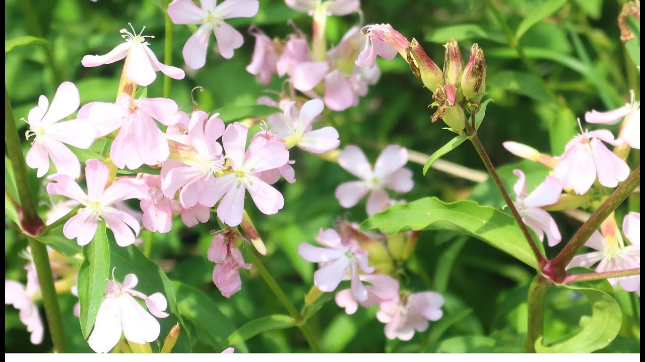 La saponaire officinale