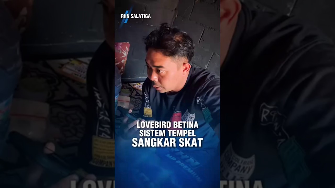 Lovebird betina fighter sistem Tempel.Sangkar SKAT #lovebird #lovebirdfighter #rhnsalatiga #fyp
