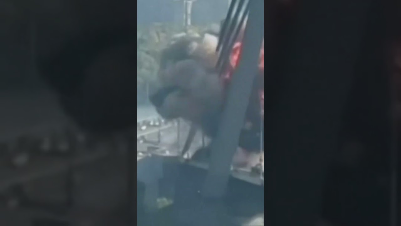 Eyewitness Video Captures Russian Drone Catastrophically Hitting Kyiv Bridge #shorts