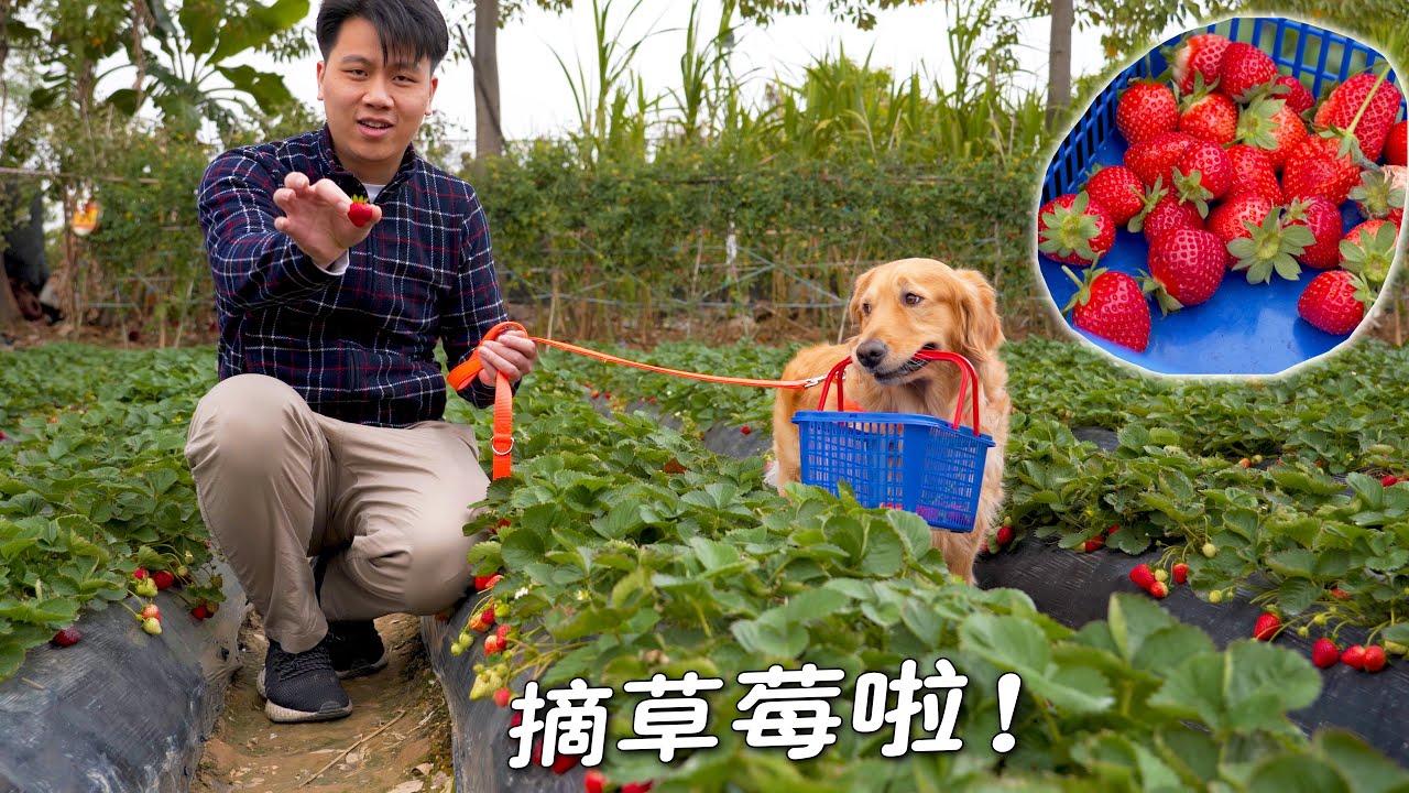 带狗狗去摘草莓，大金毛乖巧提篮子，小柯基却差点闯祸！